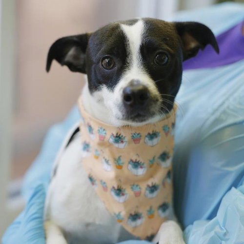 CHICO, a dog for adoption from San Antonio Animal Care Services