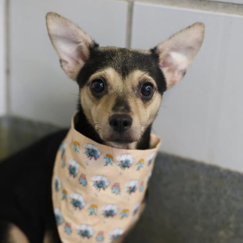 BABY, a dog for adoption from San Antonio Animal Care Services