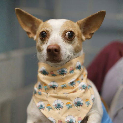 LUPE, a dog for adoption from San Antonio Animal Care Services