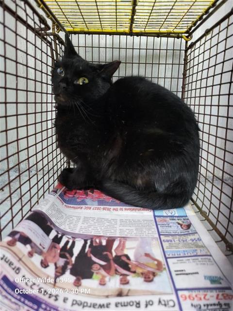 PRISSY, a cat for adoption from San Antonio Animal Care Services