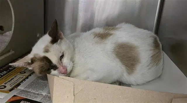 Kelly - Domestic Short Hair