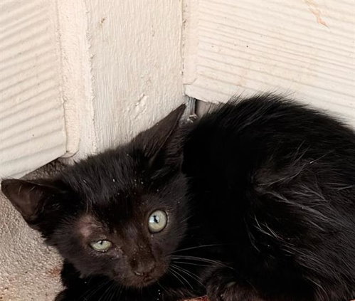 SPLINTER, a cat for adoption from San Antonio Animal Care Services