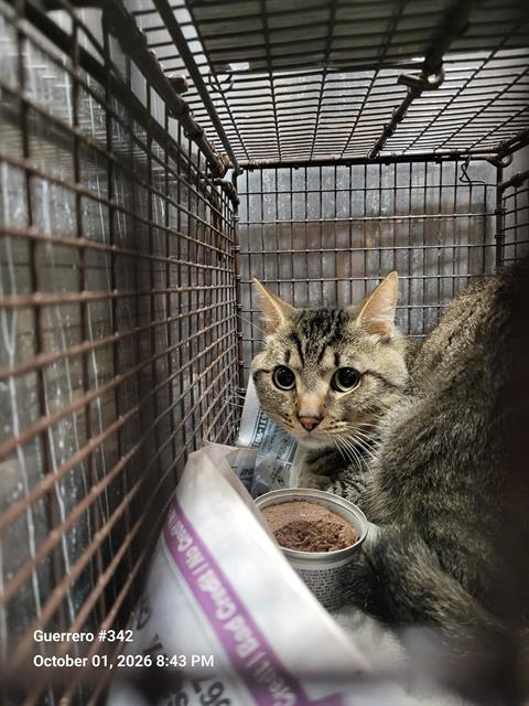 TIMMY, a cat for adoption from San Antonio Animal Care Services