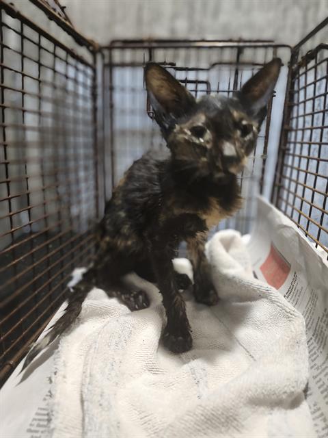 SWEET POTATOE, a cat for adoption from San Antonio Animal Care Services