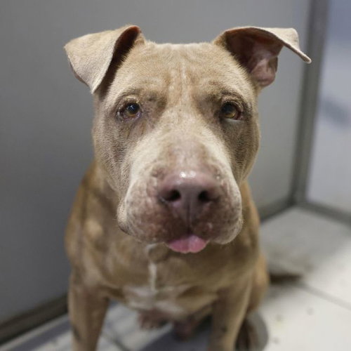 FOSTER, a dog for adoption from San Antonio Animal Care Services