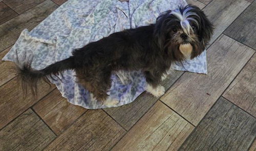 BUZZ, a dog for adoption from San Antonio Animal Care Services