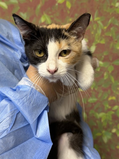 GIADA, a cat for adoption from San Antonio Animal Care Services