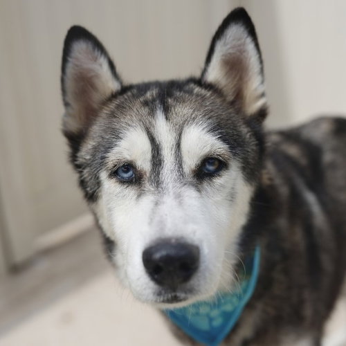 ROCKY, a dog for adoption from San Antonio Animal Care Services