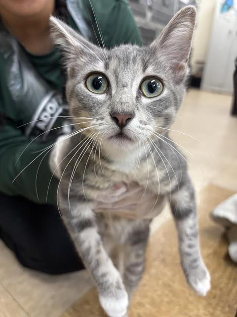 Gilbert, Domestic Short Hair