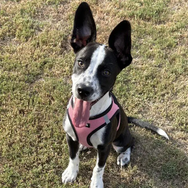 Dude - Australian Cattle Dog/Blue Heeler
