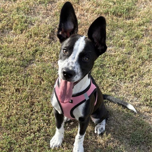 DUDE, a dog for adoption from San Antonio Animal Care Services