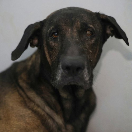BO, a dog for adoption from San Antonio Animal Care Services