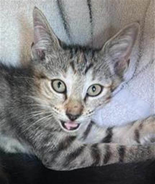 Gemini, Domestic Short Hair