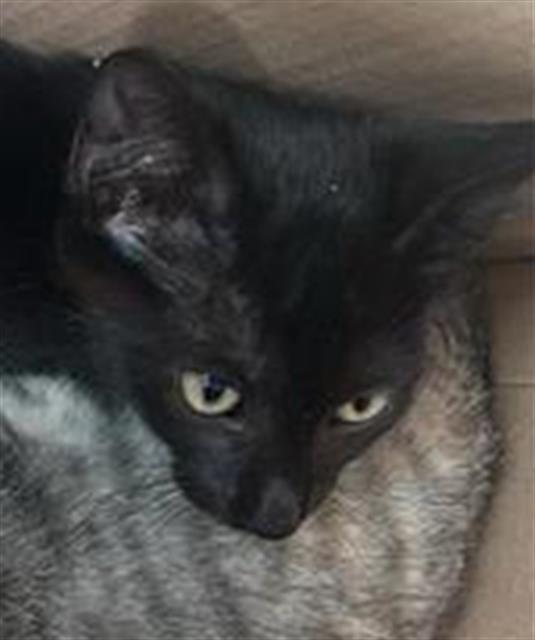 Pisces, Domestic Short Hair