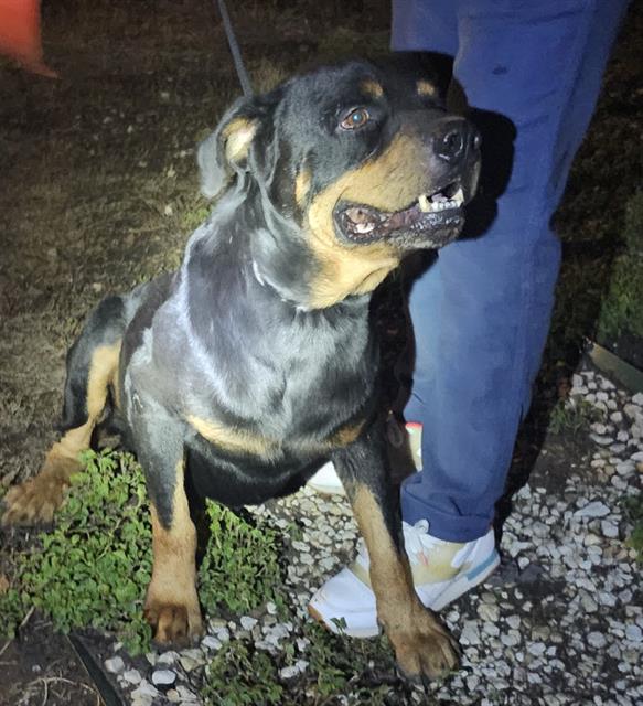 Brutus, Rottweiler