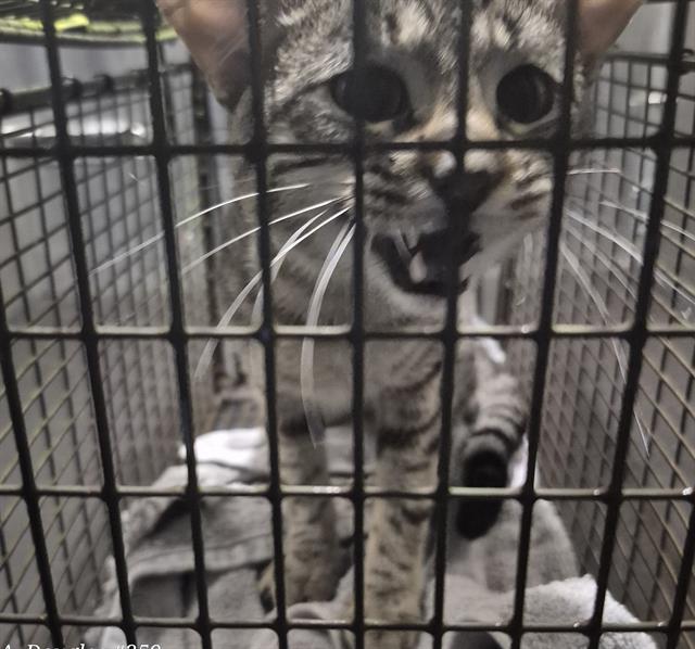 Manny, Domestic Short Hair