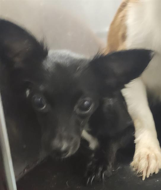Melly, Chihuahua