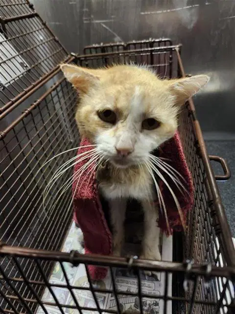 Tyler - Domestic Short Hair