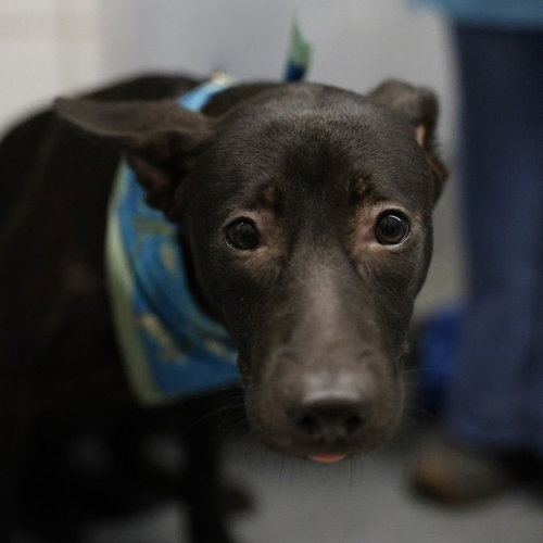 LUNA, a dog for adoption from San Antonio Animal Care Services