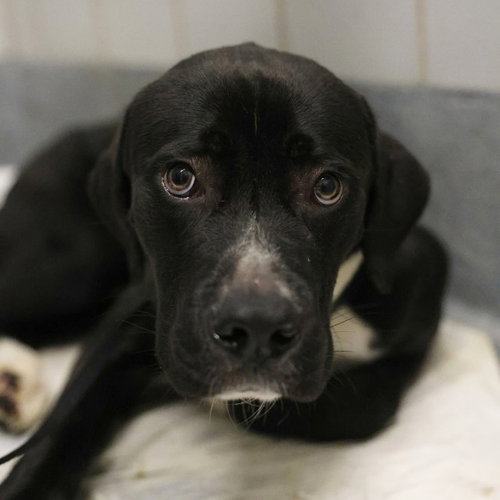 BACH, a dog for adoption from San Antonio Animal Care Services