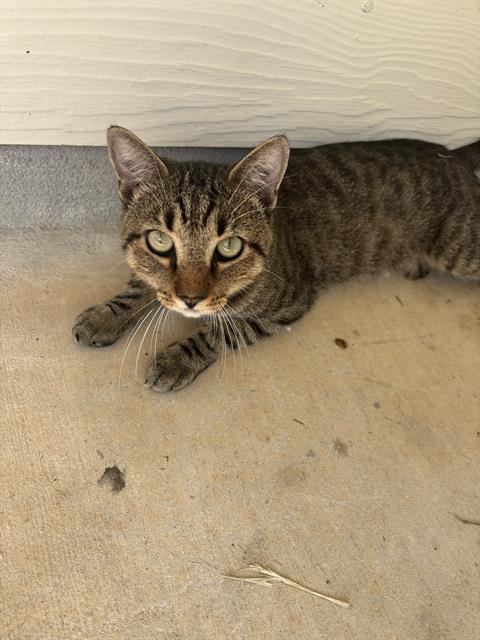 TOM, a cat for adoption from San Antonio Animal Care Services