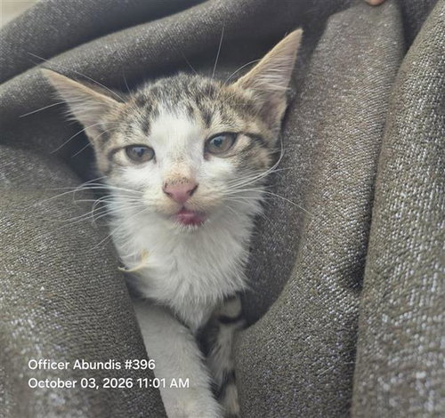 MALT, a cat for adoption from San Antonio Animal Care Services