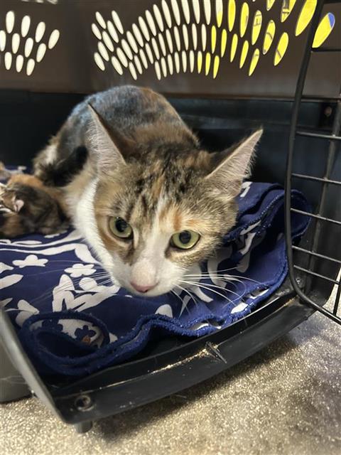 FERN, a cat for adoption from San Antonio Animal Care Services