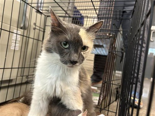 PORSCHE, a cat for adoption from San Antonio Animal Care Services