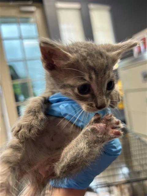 PEARLA, a cat for adoption from San Antonio Animal Care Services