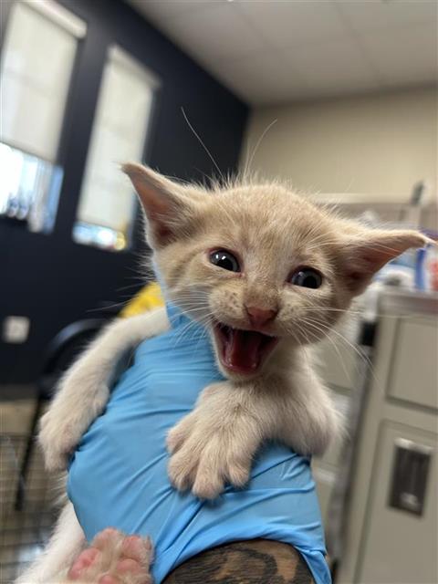 PARKER, a cat for adoption from San Antonio Animal Care Services