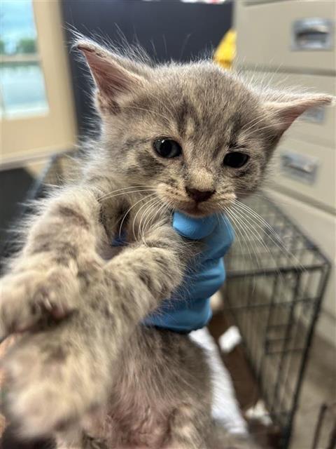 PANCHITO, a cat for adoption from San Antonio Animal Care Services