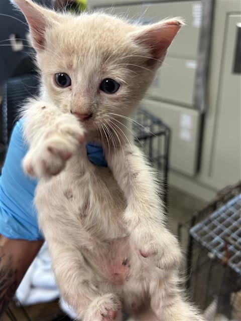 PABLO, a cat for adoption from San Antonio Animal Care Services