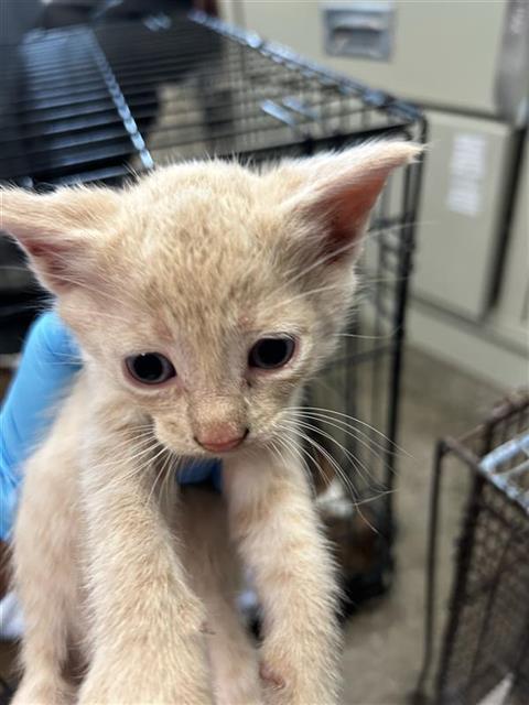 PENDELTON, a cat for adoption from San Antonio Animal Care Services