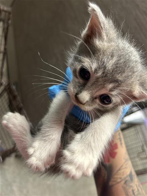 PATRICIO, a cat for adoption from San Antonio Animal Care Services
