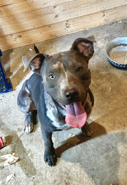 JACK, a dog for adoption from San Antonio Animal Care Services