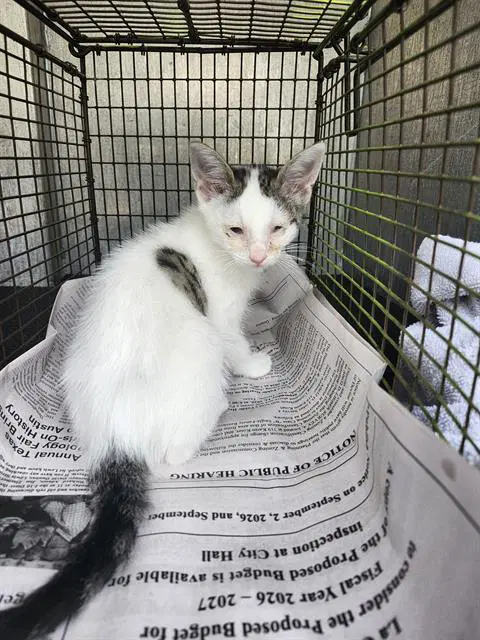 Quill - Domestic Short Hair