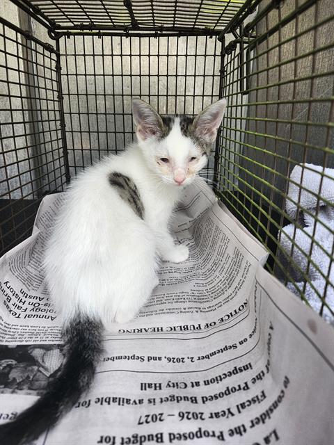 QUILL, a cat for adoption from San Antonio Animal Care Services