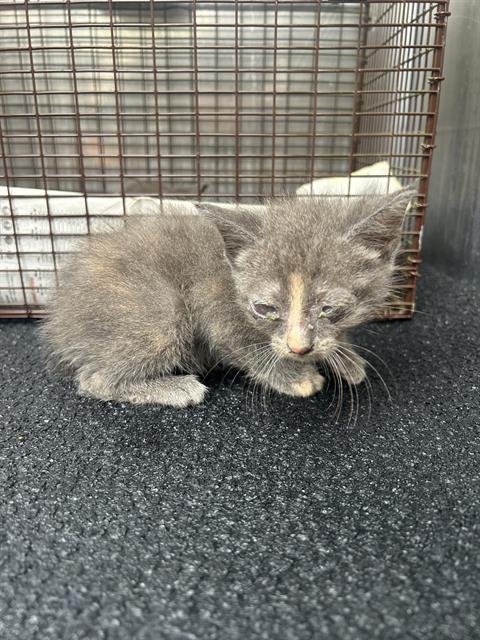 WHISP, a cat for adoption from San Antonio Animal Care Services