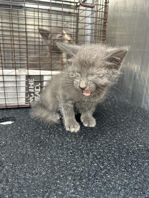 SHADE, a cat for adoption from San Antonio Animal Care Services