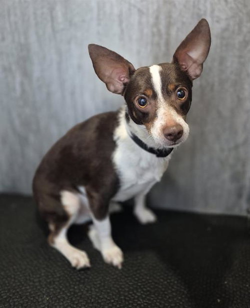 BIGGIE SMALLS, a dog for adoption from San Antonio Animal Care Services