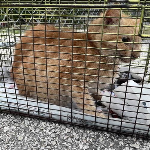 OSCAR, a cat for adoption from San Antonio Animal Care Services