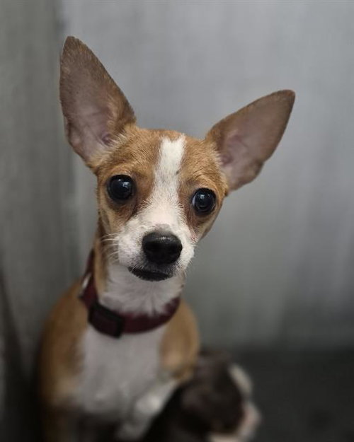 FAITH, a dog for adoption from San Antonio Animal Care Services