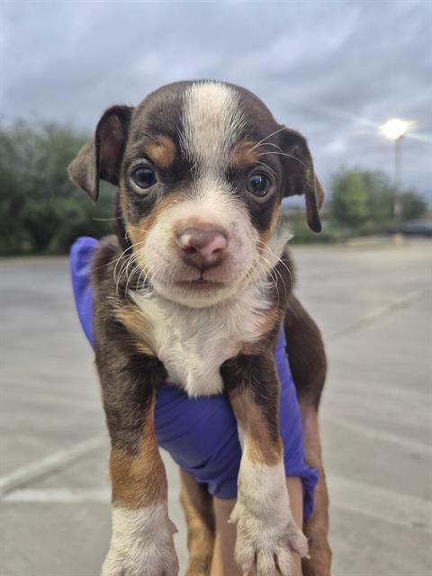 LIL BIGGIE, a dog for adoption from San Antonio Animal Care Services