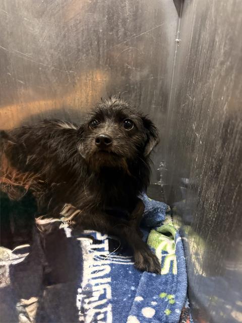 BEN, a dog for adoption from San Antonio Animal Care Services