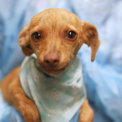 LOLA, a dog for adoption from San Antonio Animal Care Services