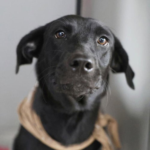 BEAUTY, a dog for adoption from San Antonio Animal Care Services