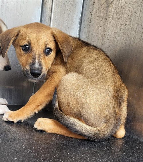 COUNT BARKULA, a dog for adoption from San Antonio Animal Care Services