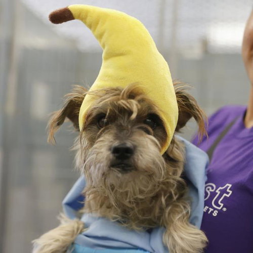 SUMO, a dog for adoption from San Antonio Animal Care Services