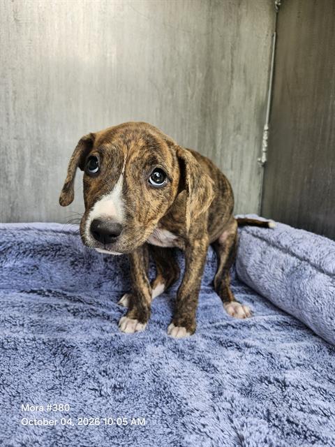 SCARLATA, a dog for adoption from San Antonio Animal Care Services