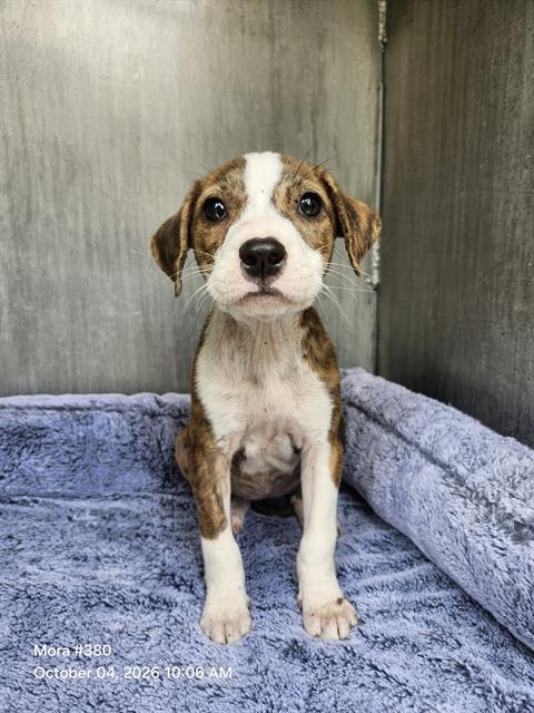PRECIOSA, a dog for adoption from San Antonio Animal Care Services